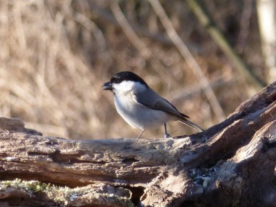 Cincia bigia